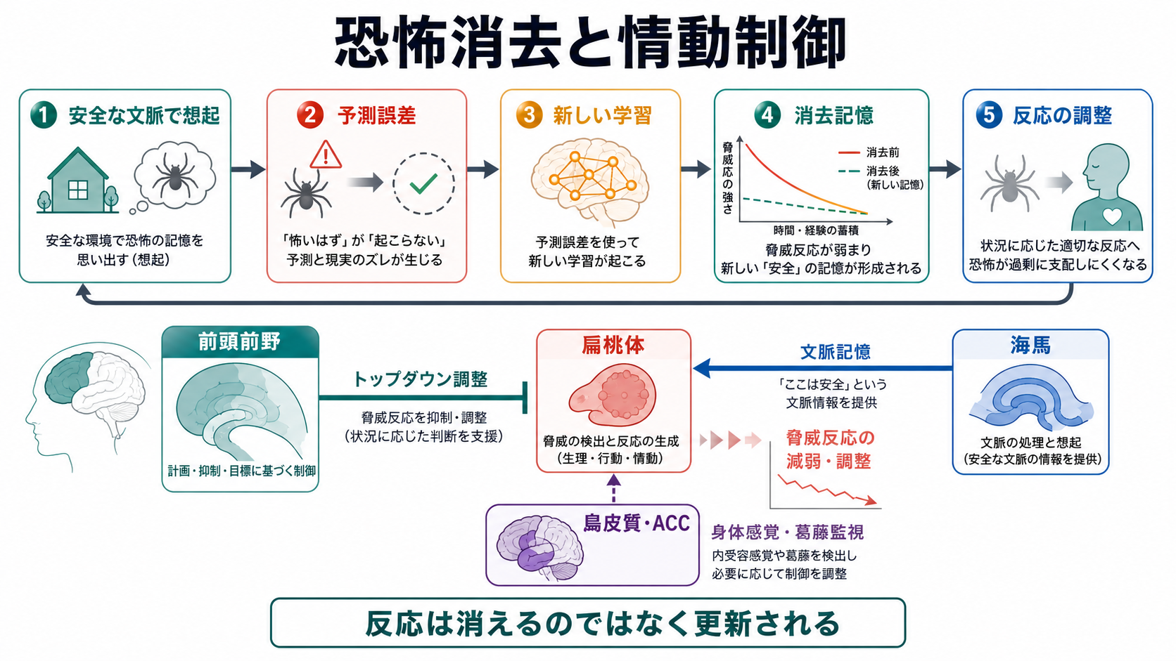 恐怖消去と情動制御の神経回路