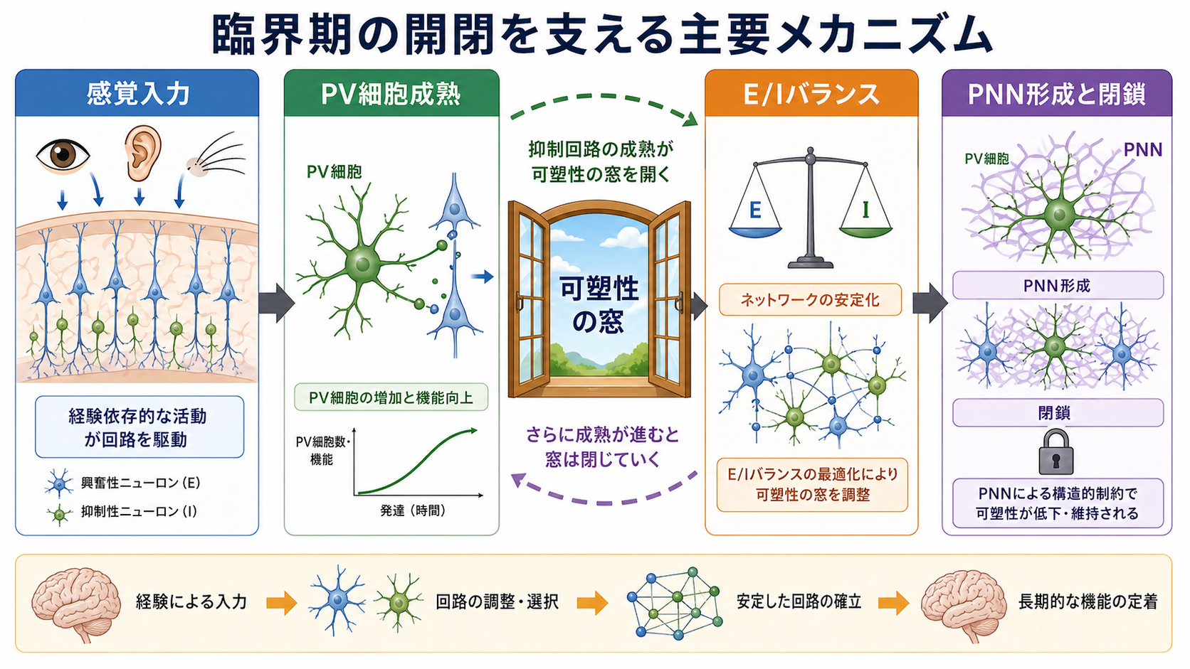 経験依存的可塑性と臨界期の概念図