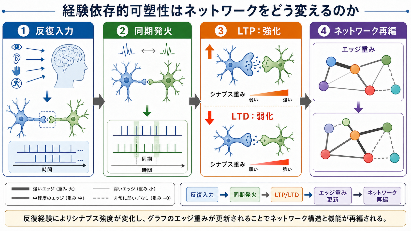 反復入力からLTP・LTDとネットワーク再編へ至る機構