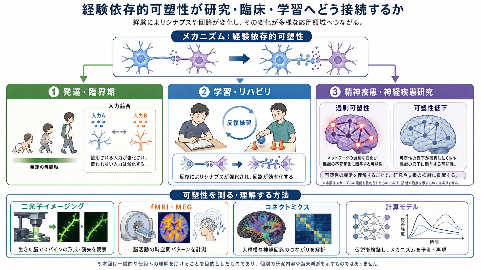 経験依存的可塑性と研究・臨床・学習への接続