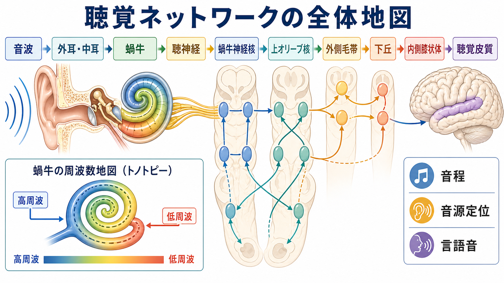 聴覚ネットワーク全体の経路