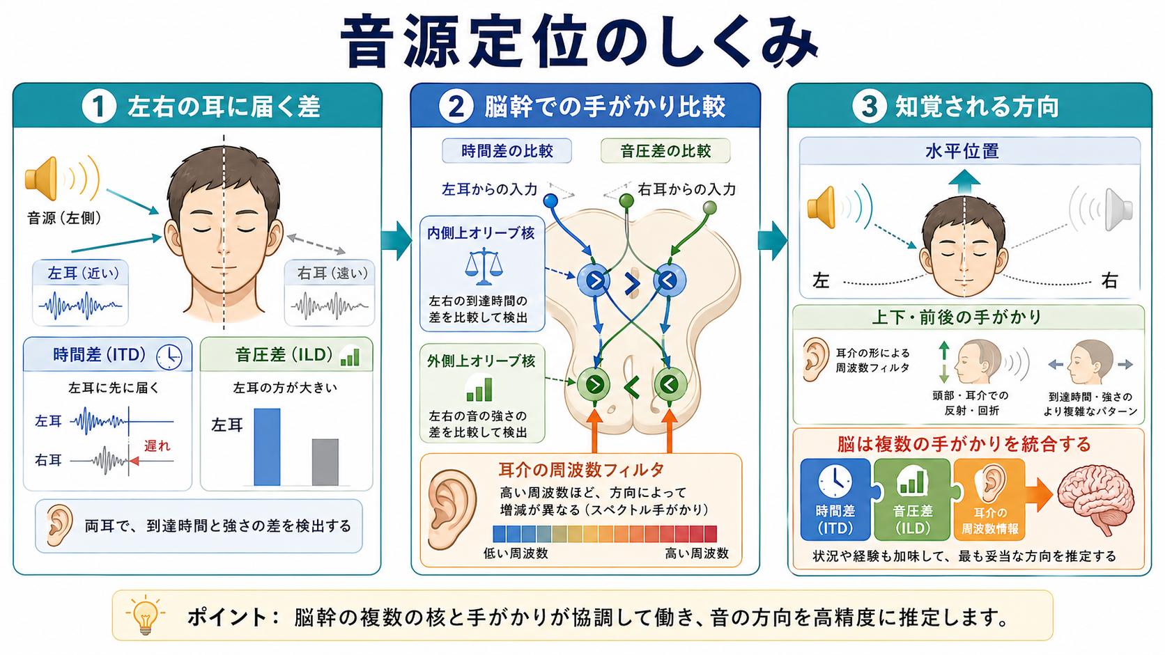 音源定位の神経回路