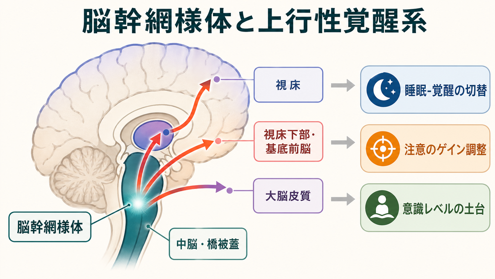脳幹網様体と上行性覚醒系の概念地図