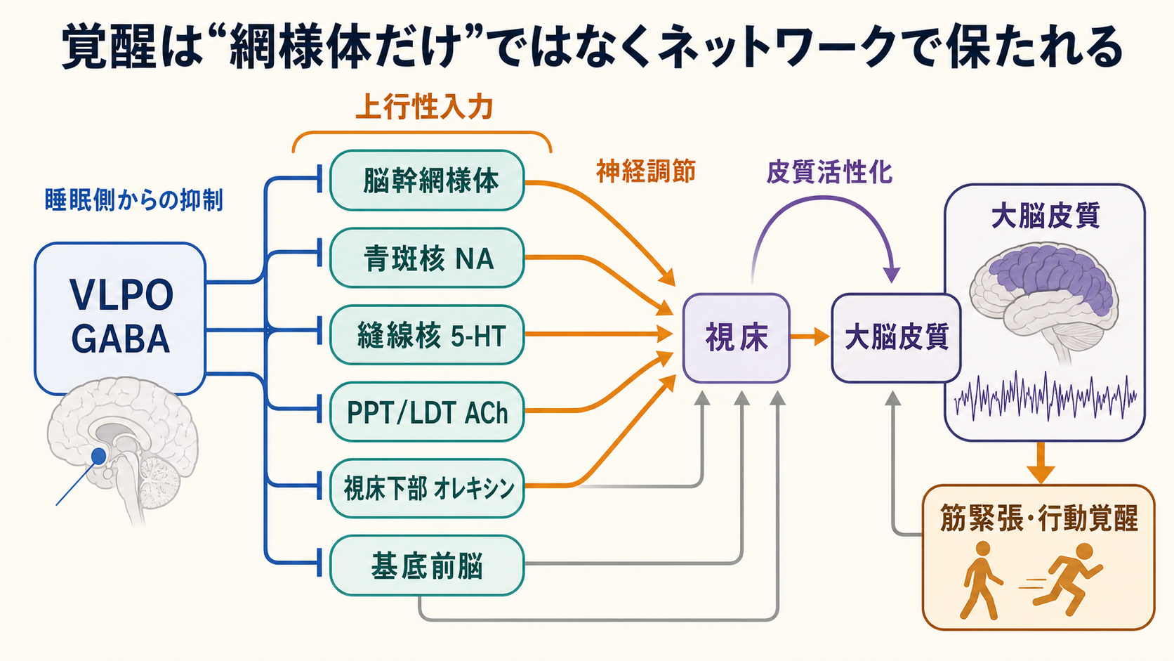 覚醒系と睡眠側抑制の相互作用