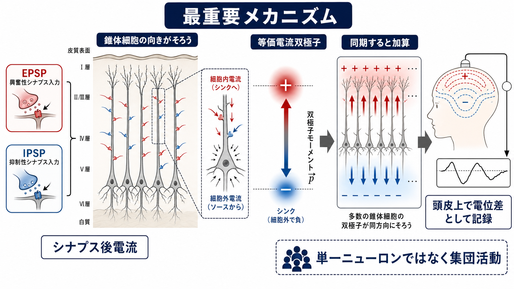 錐体細胞集団がEEG信号を作る仕組み