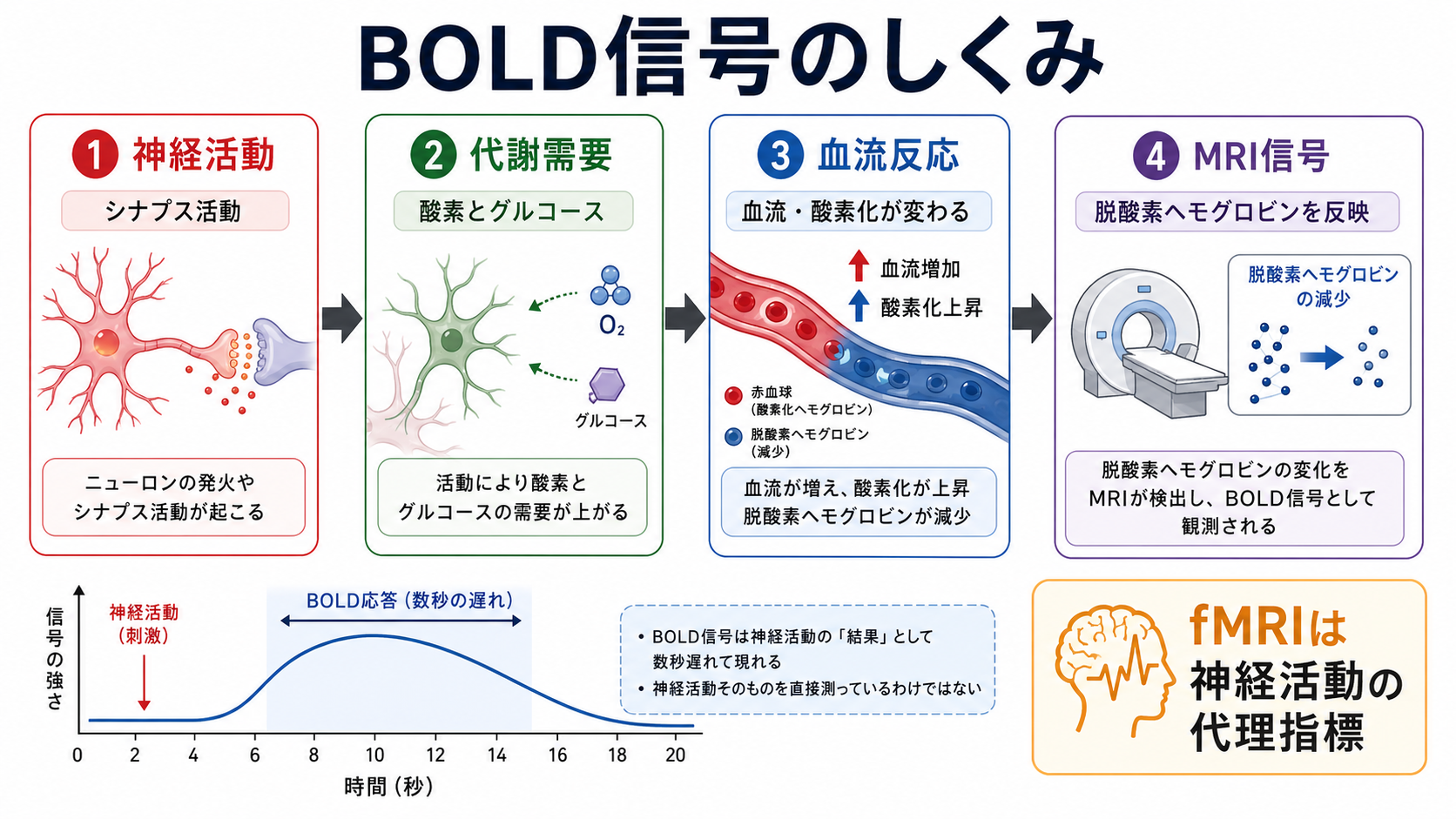 BOLD信号のしくみ