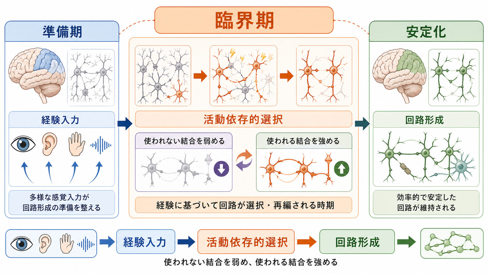 臨界期の概念地図