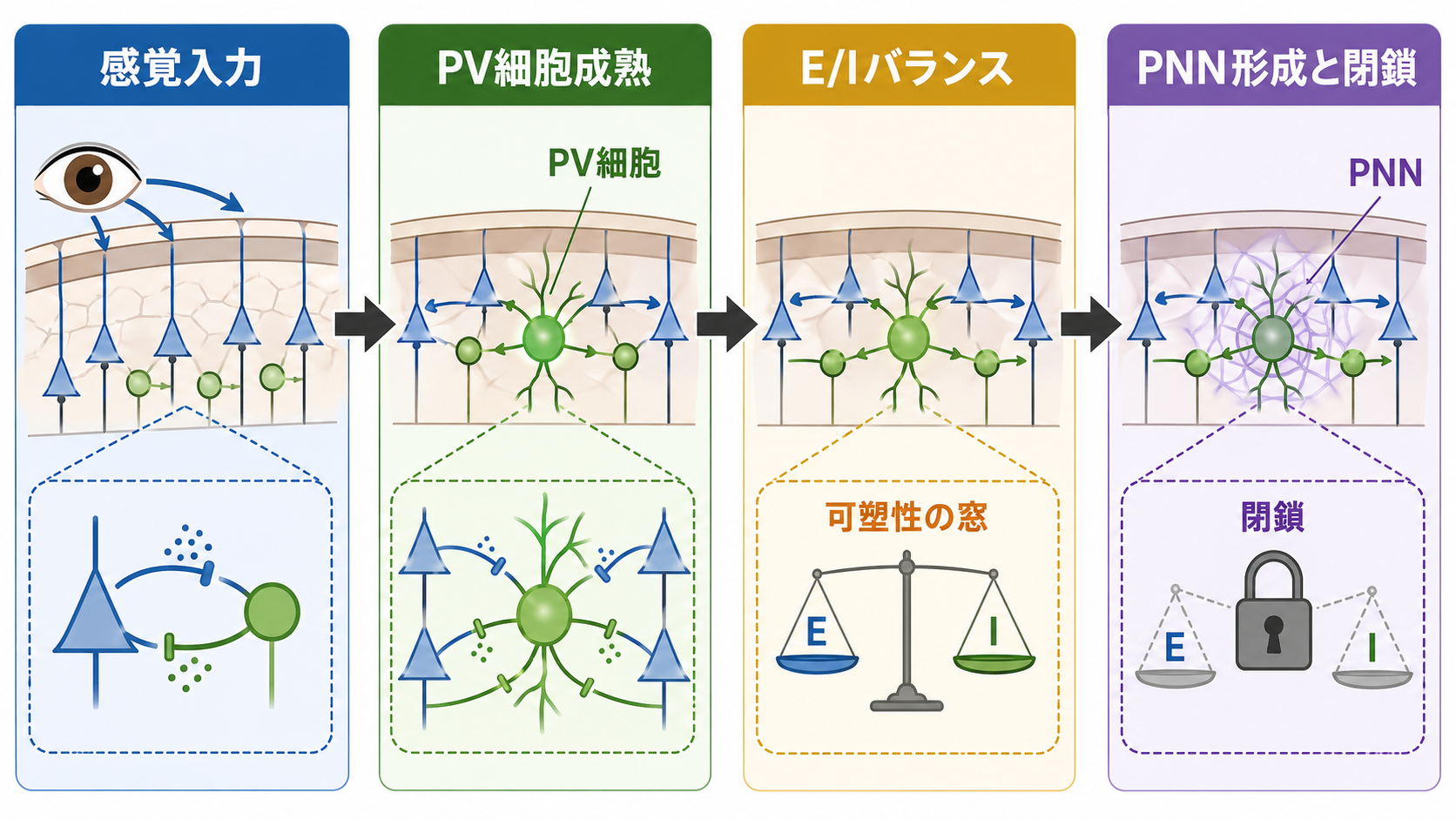 臨界期の開閉を支える主要メカニズム