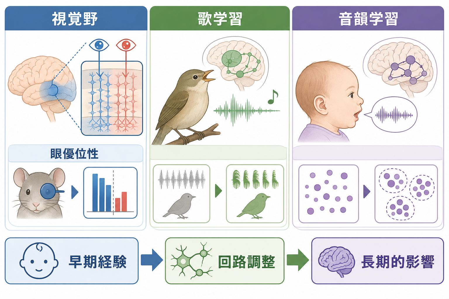 臨界期の代表例
