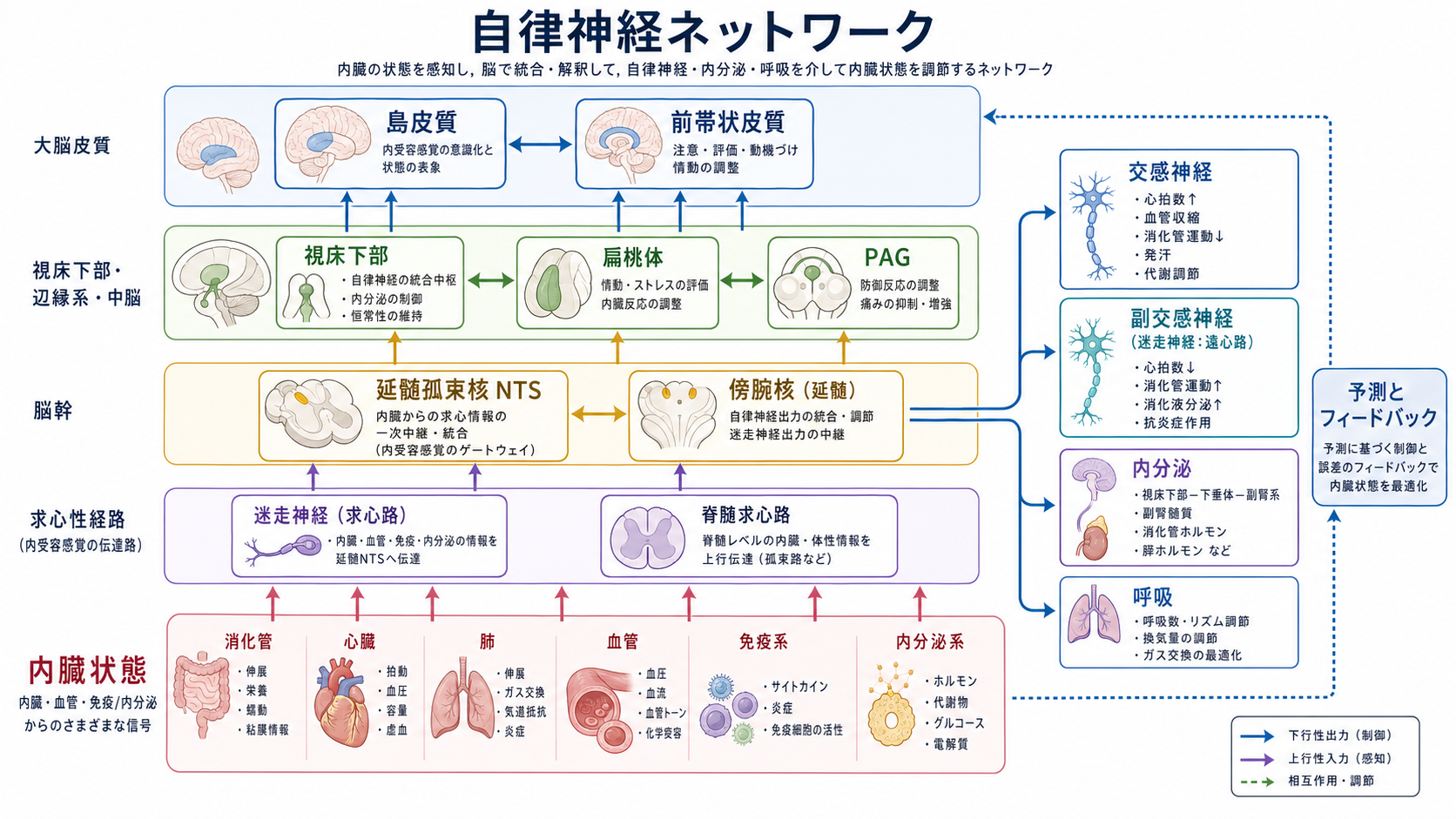 自律神経ネットワークの全体像