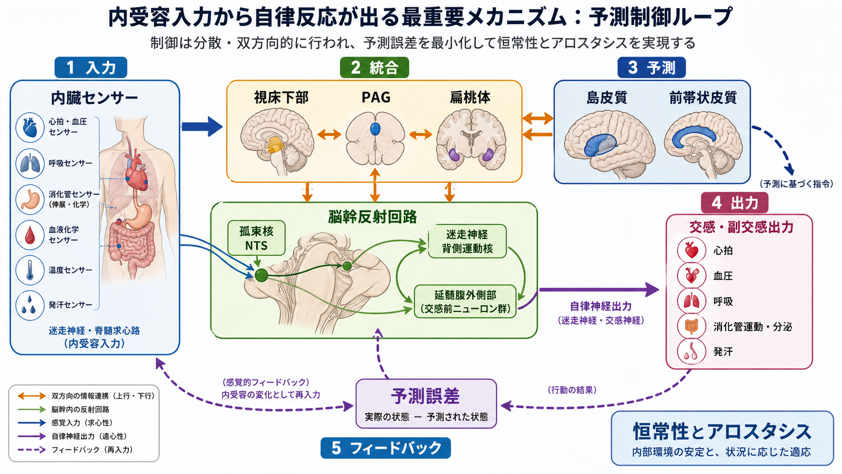内受容入力から自律反応が出る予測制御ループ