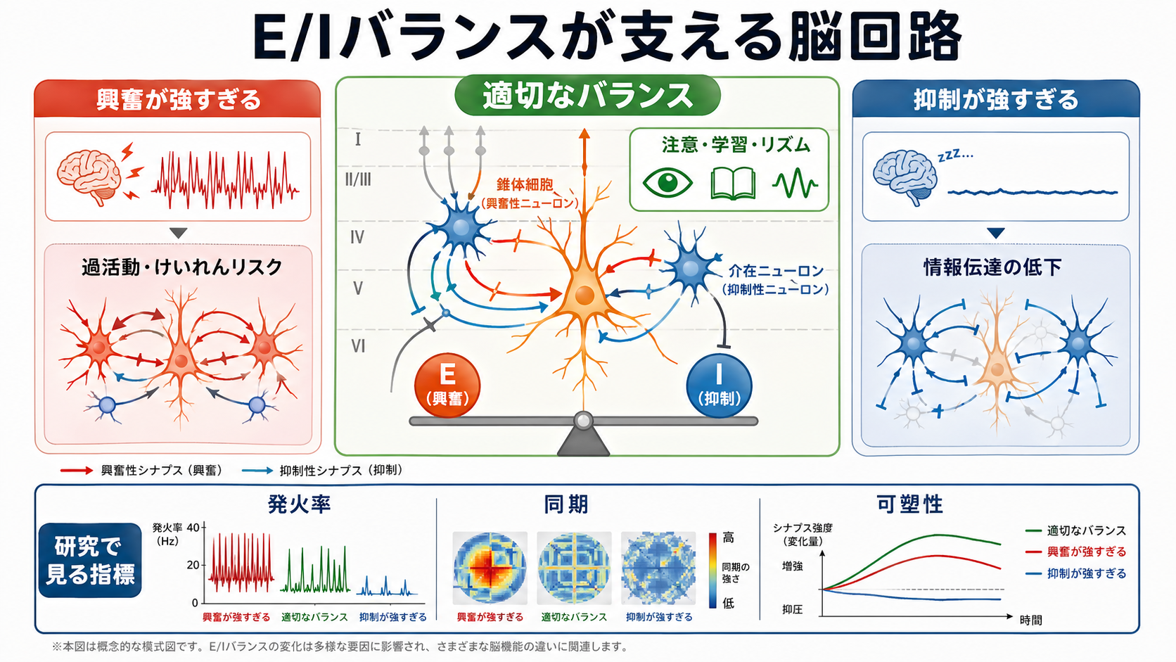 E/Iバランスと脳回路の概念図