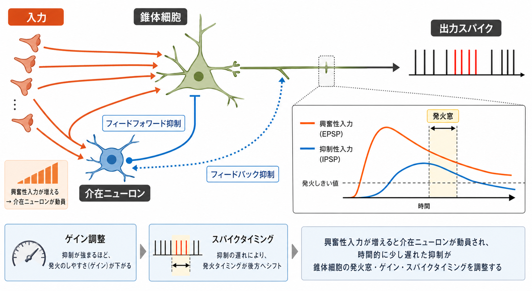 フィードフォワード抑制と発火窓