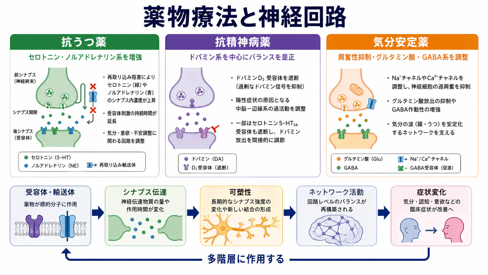 薬物療法と神経回路の概念地図