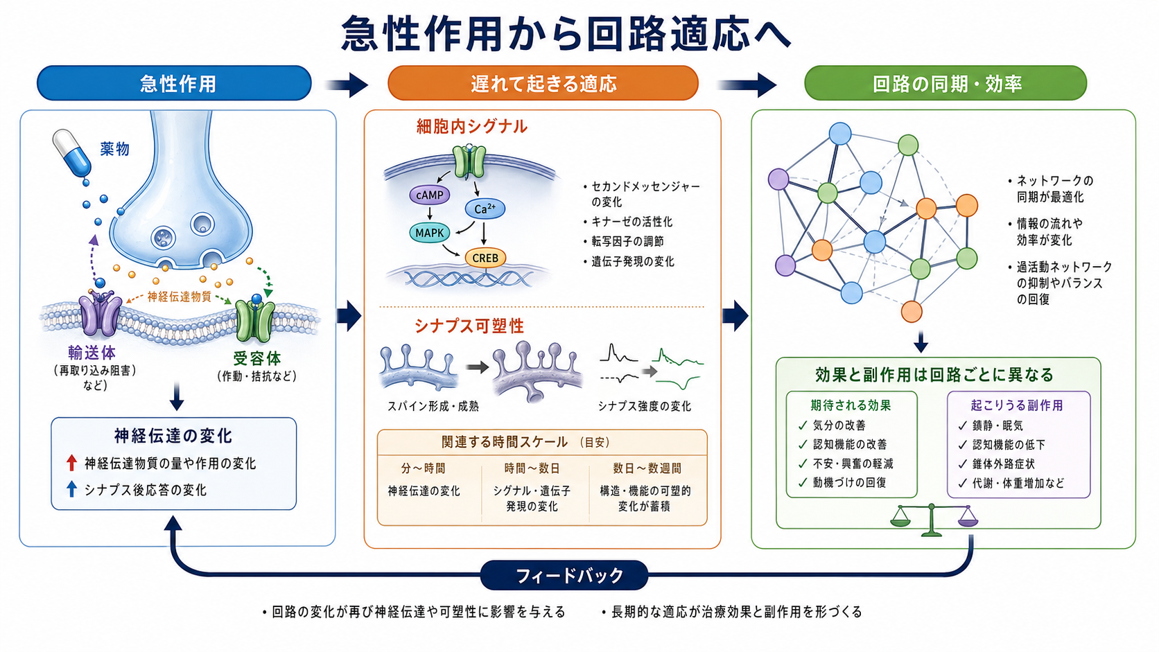 急性作用から回路適応への流れ