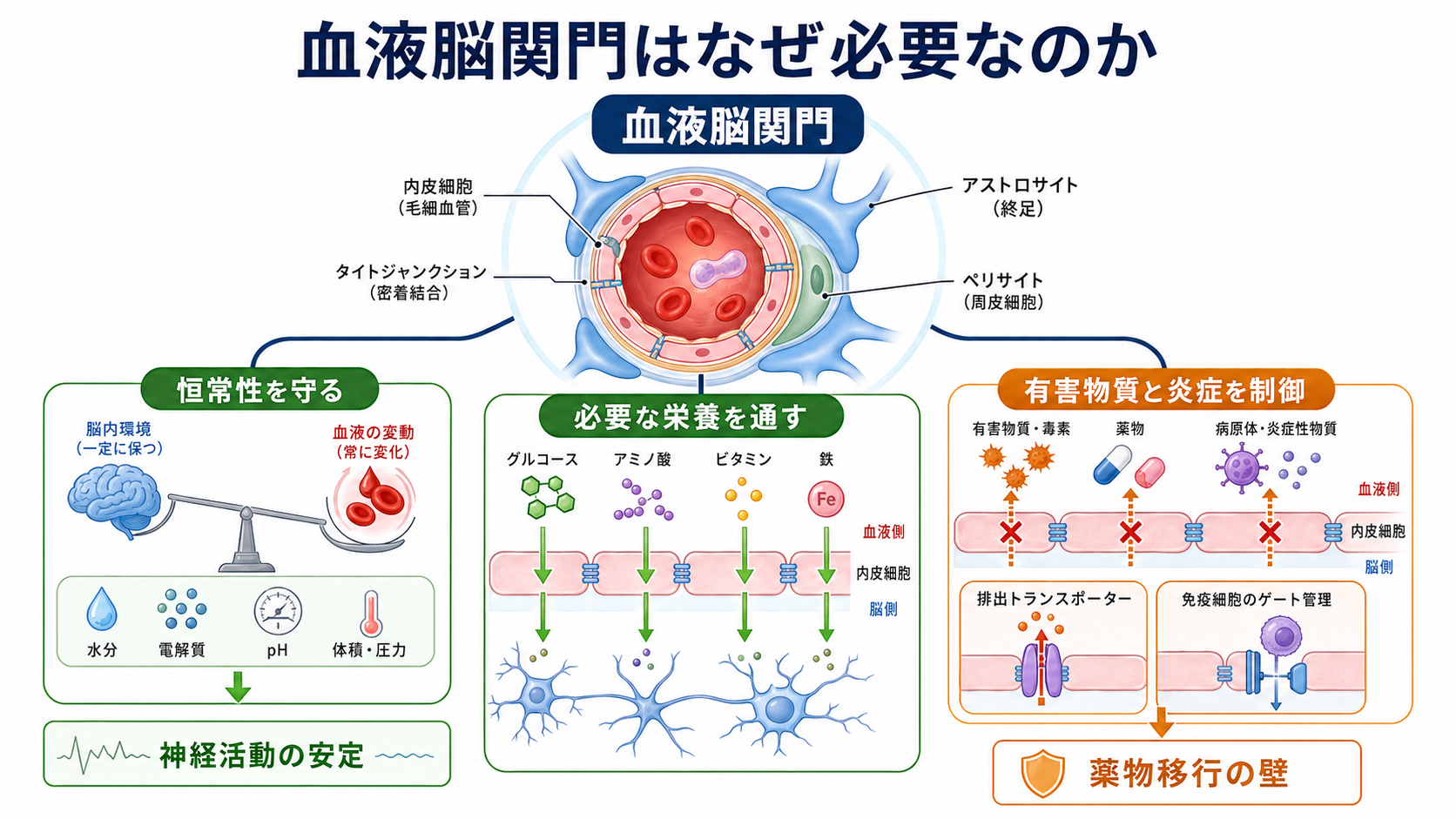 血液脳関門の全体像