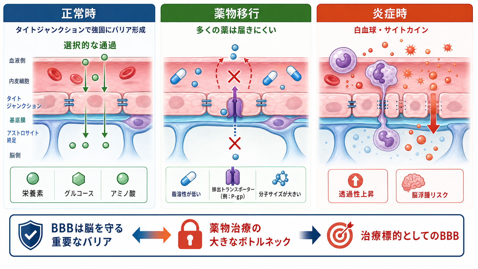 血液脳関門と薬物移行・炎症