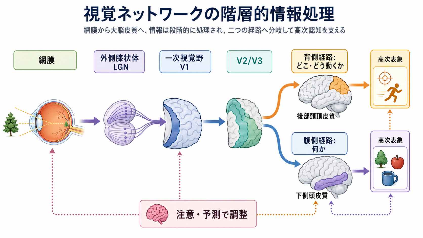 視覚ネットワークの階層処理の概念地図