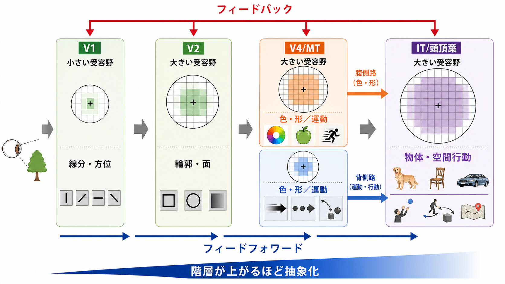 階層が上がるほど受容野と表象が変化する仕組み