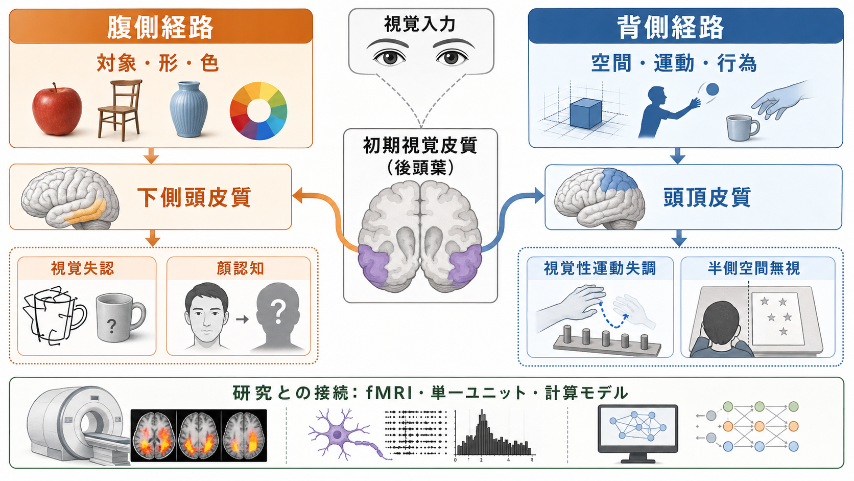 腹側経路と背側経路の比較と研究・臨床との接続