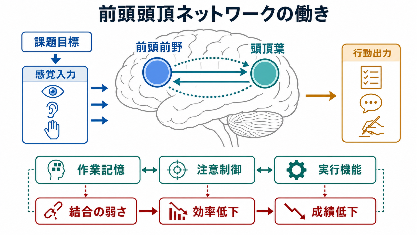 前頭頭頂ネットワークと作業記憶・注意・実行機能