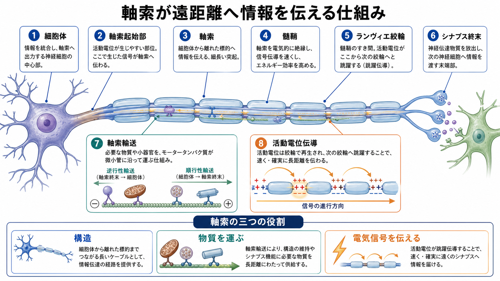 軸索の全体構造と三つの役割