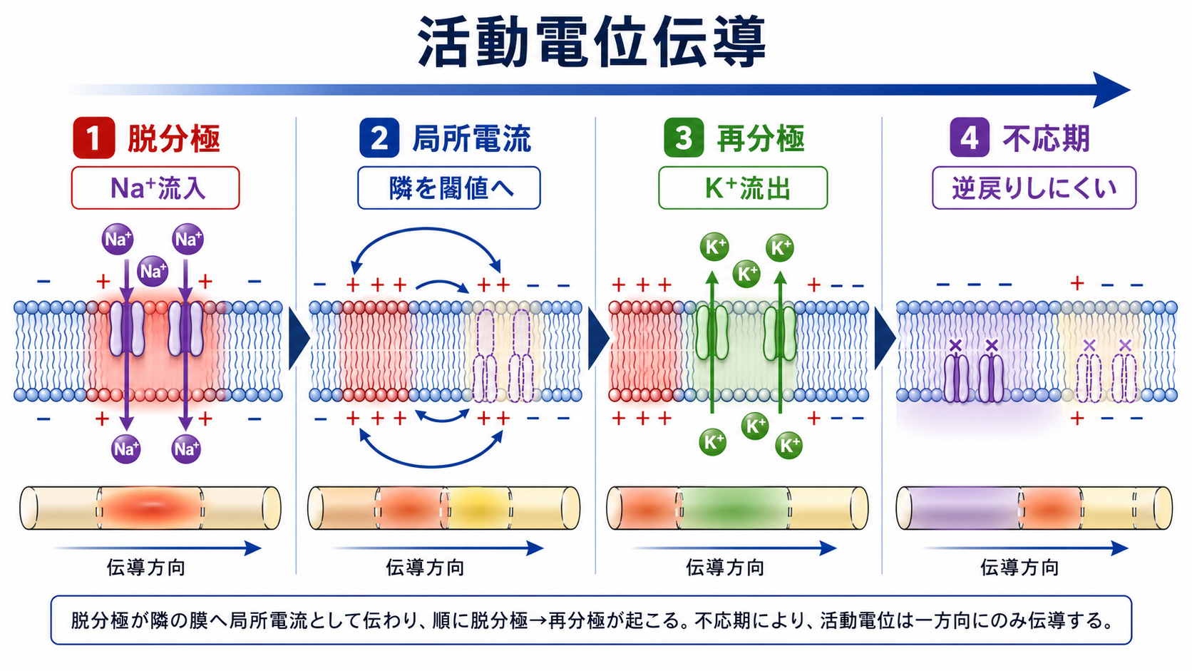 活動電位が軸索を伝わる基本メカニズム
