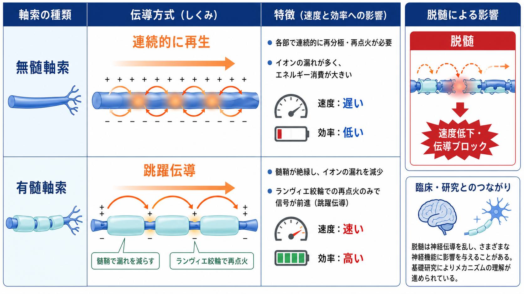 無髄軸索と有髄軸索の伝導方式の比較