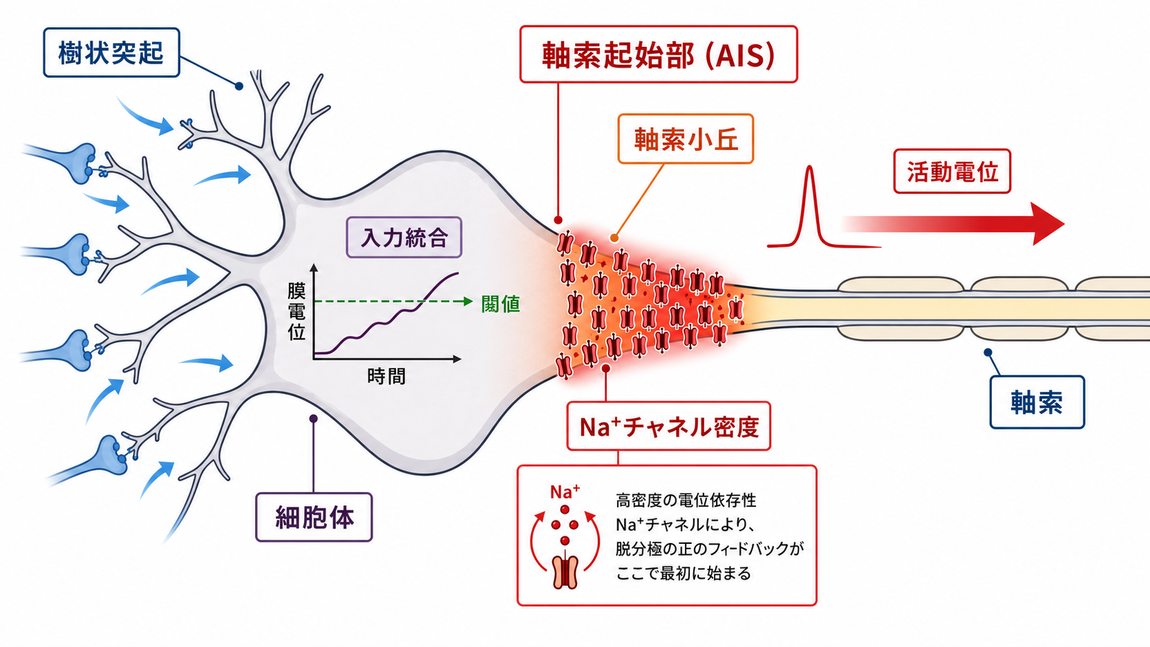 軸索小丘と軸索起始部の概念地図