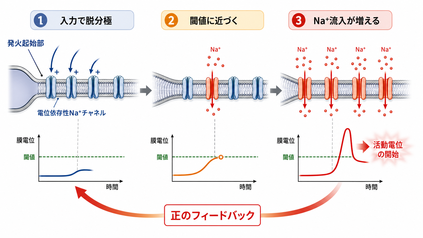 AISで正のフィードバックが始まる仕組み