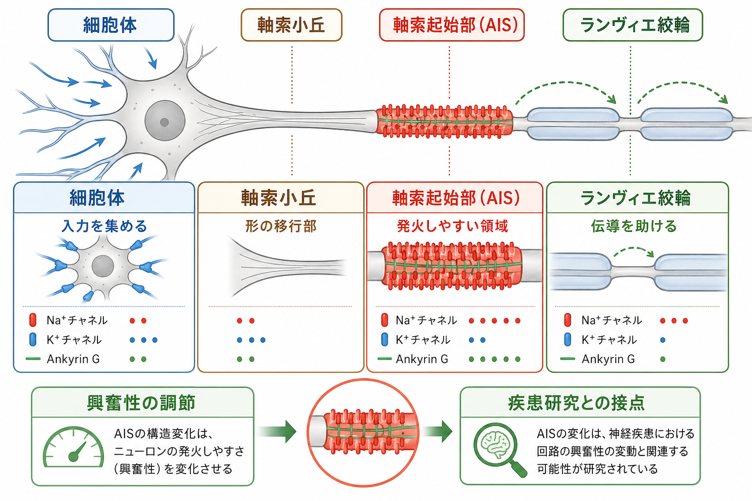 細胞体・軸索小丘・AIS・ランヴィエ絞輪の比較
