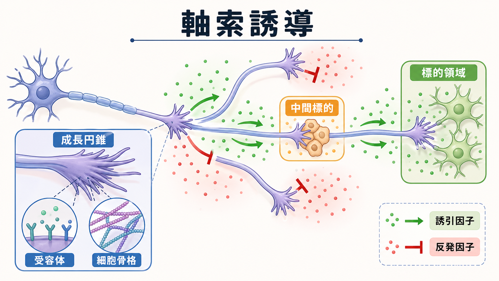 軸索誘導の全体像