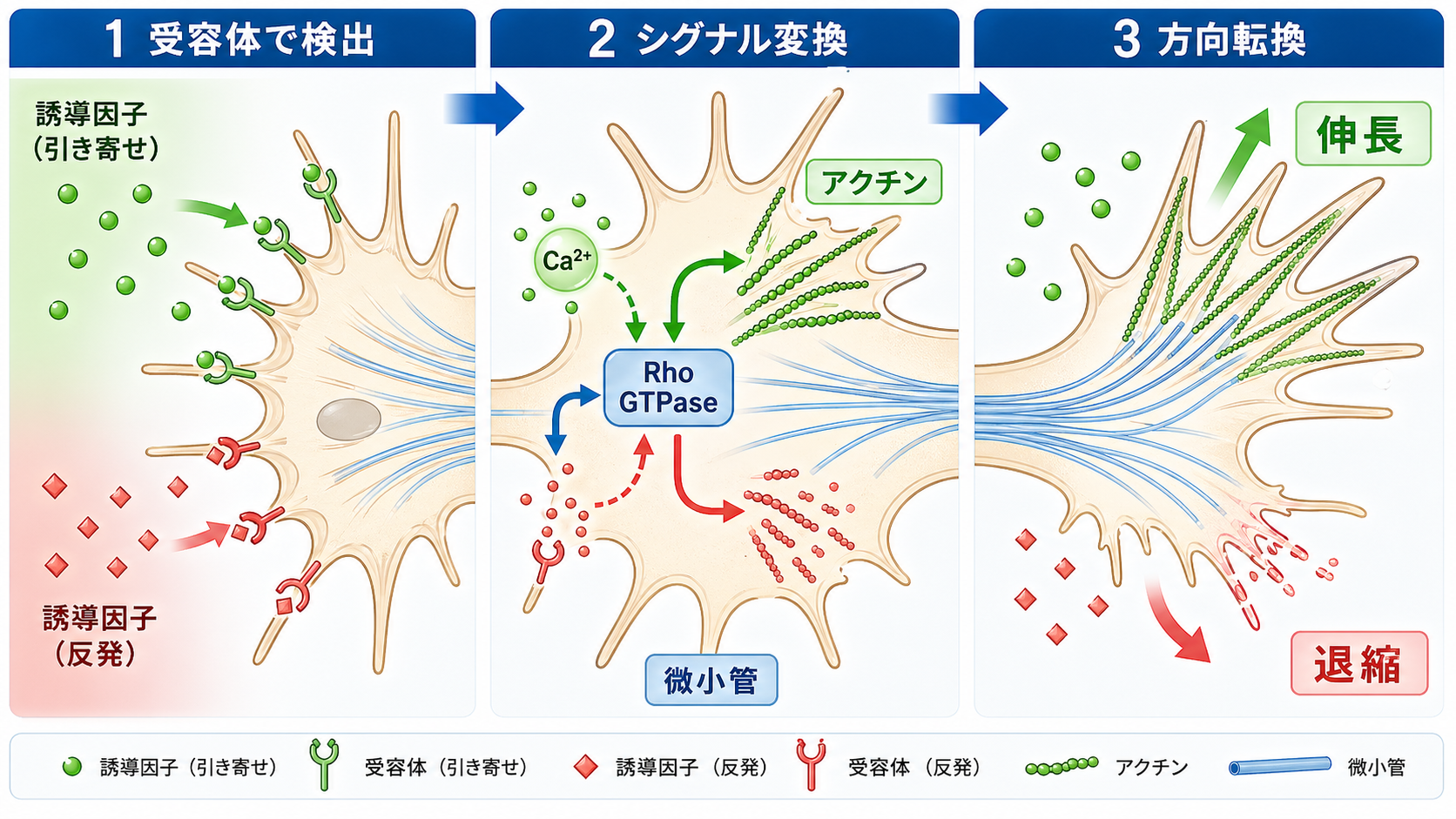 成長円錐の方向転換メカニズム