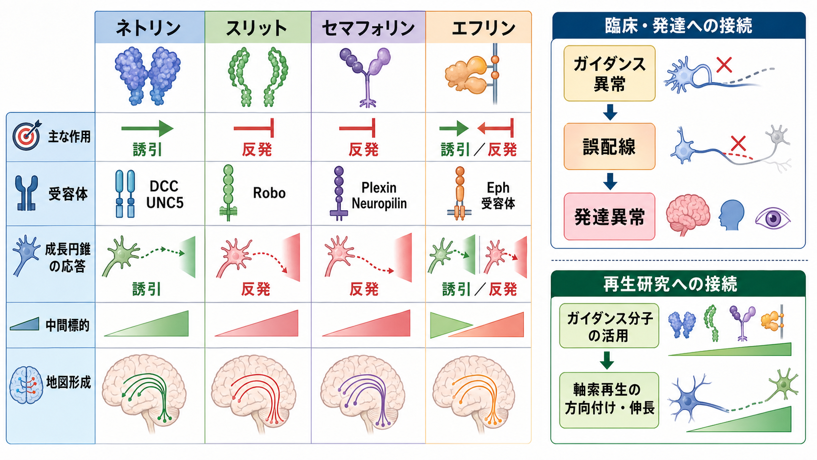 軸索誘導分子と研究応用