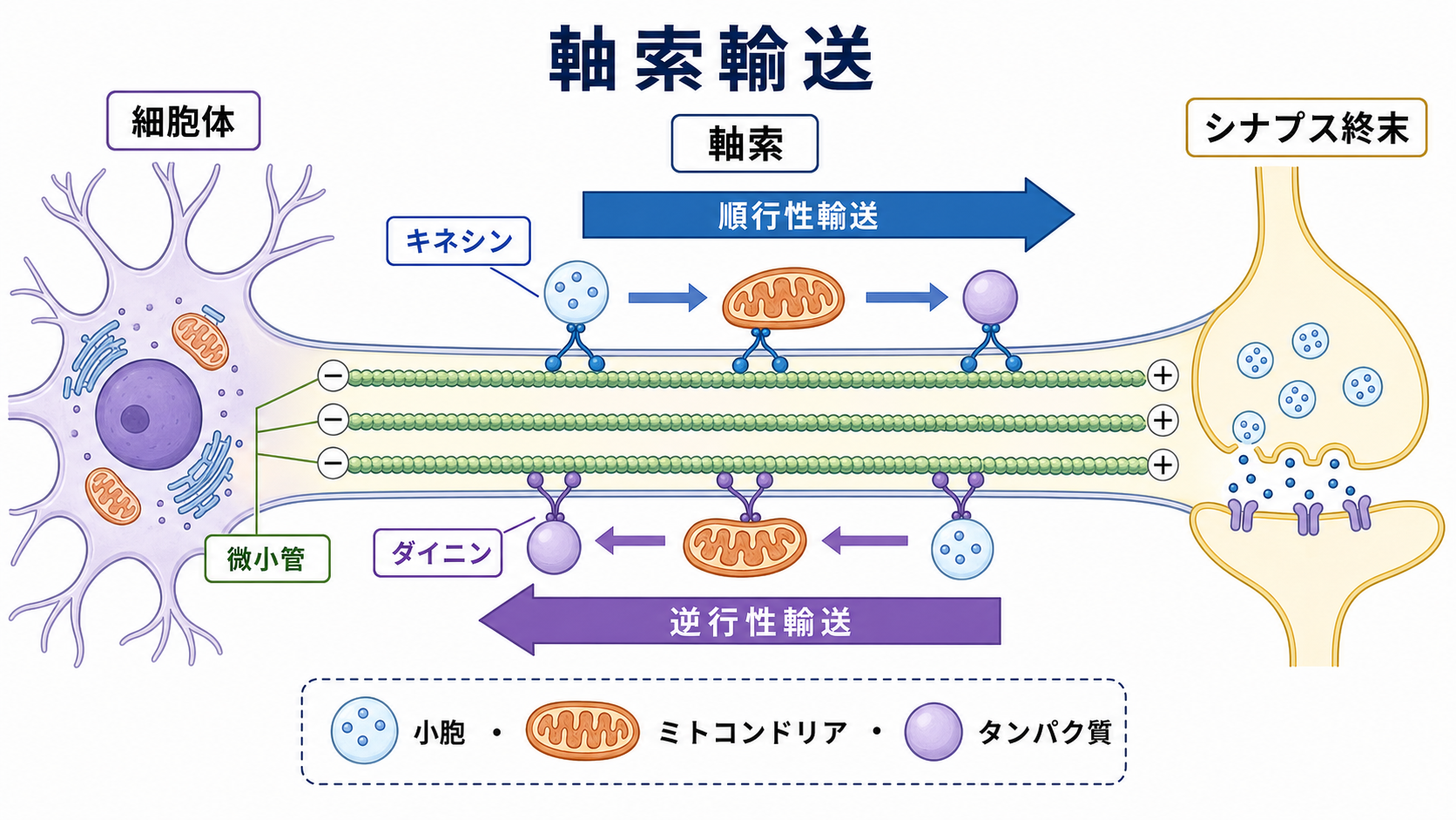 軸索輸送の全体像