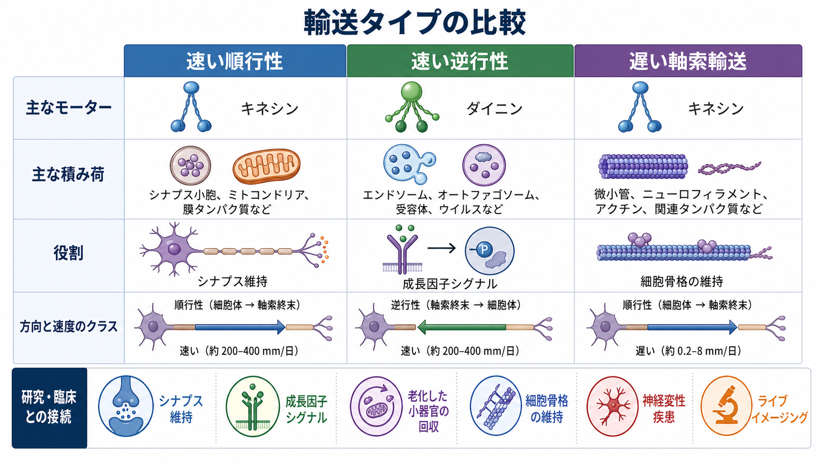 軸索輸送タイプの比較