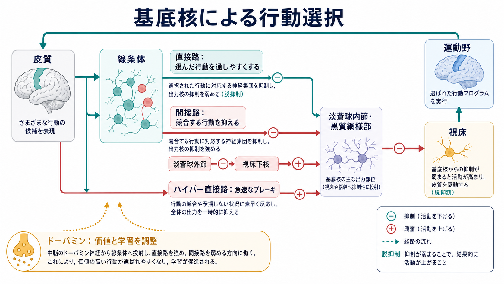 基底核による行動選択の図解