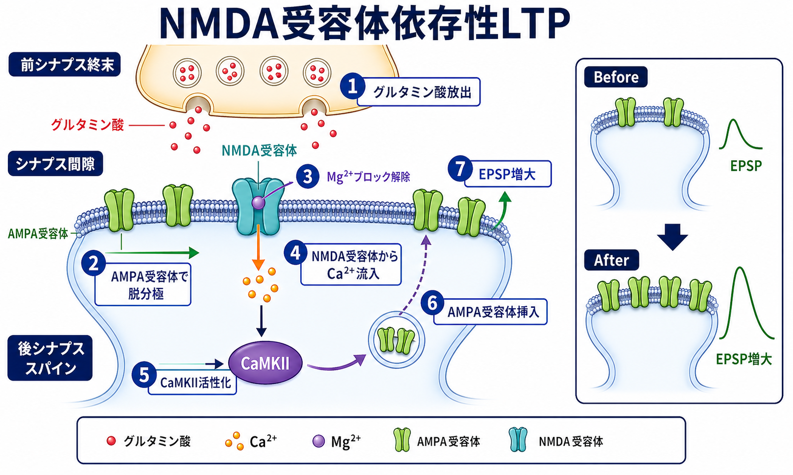 NMDA受容体依存性LTPの機構