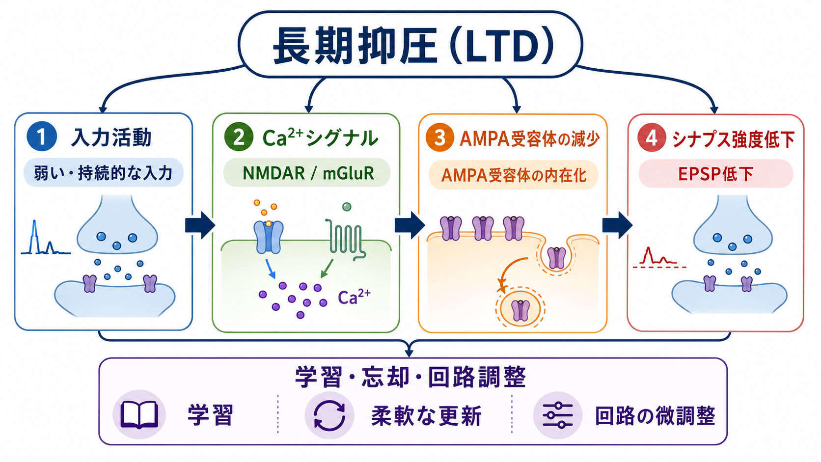長期抑圧LTDの全体概念図