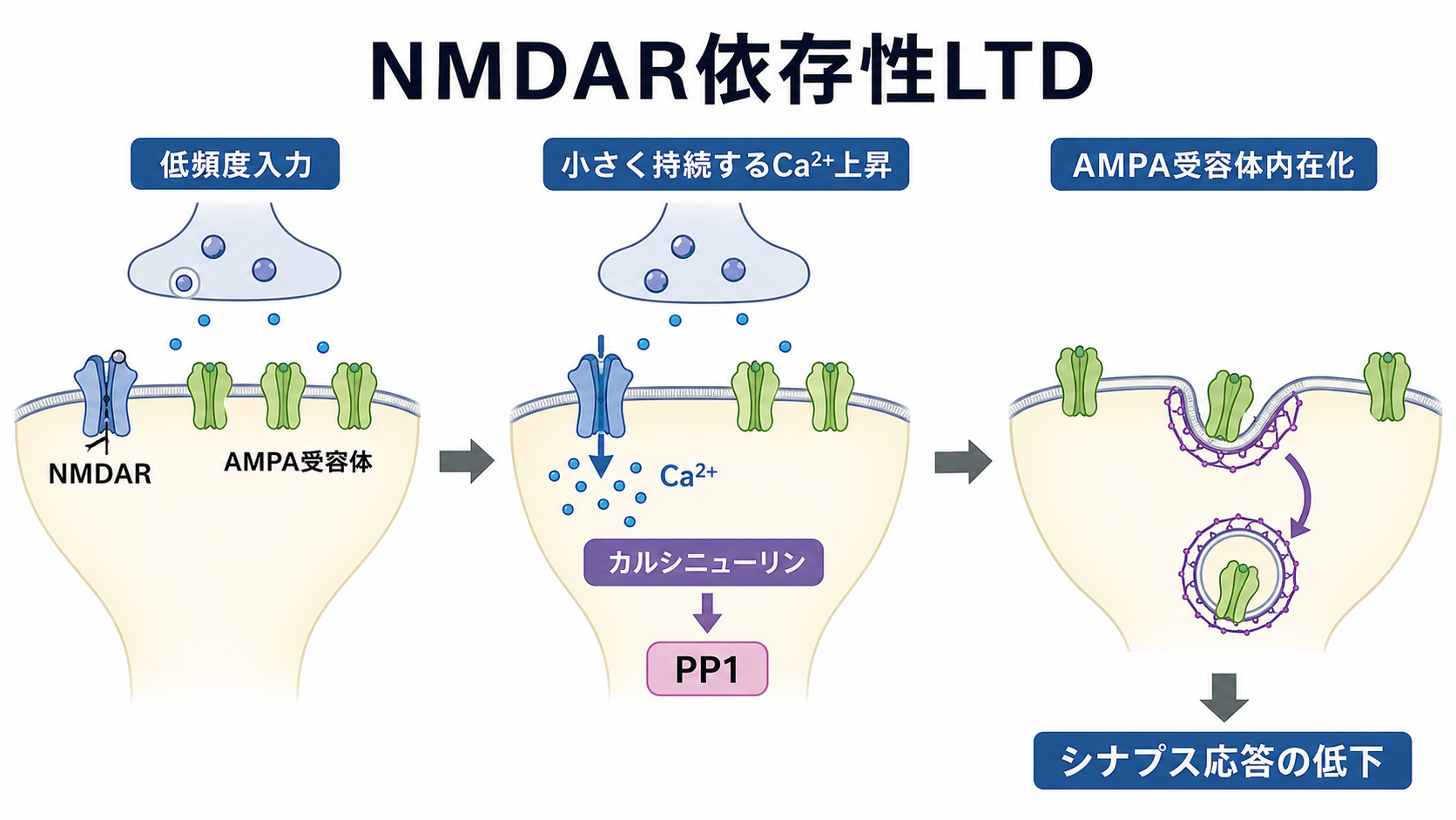 NMDAR依存性LTDの機構図