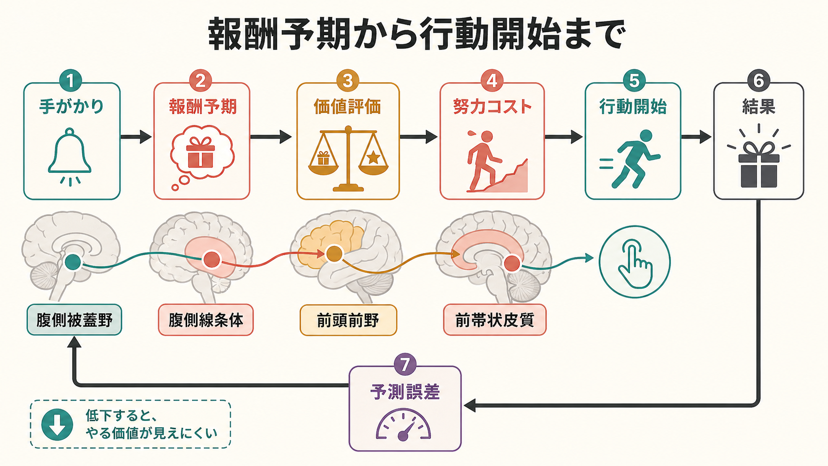 報酬予期から行動開始までの流れ