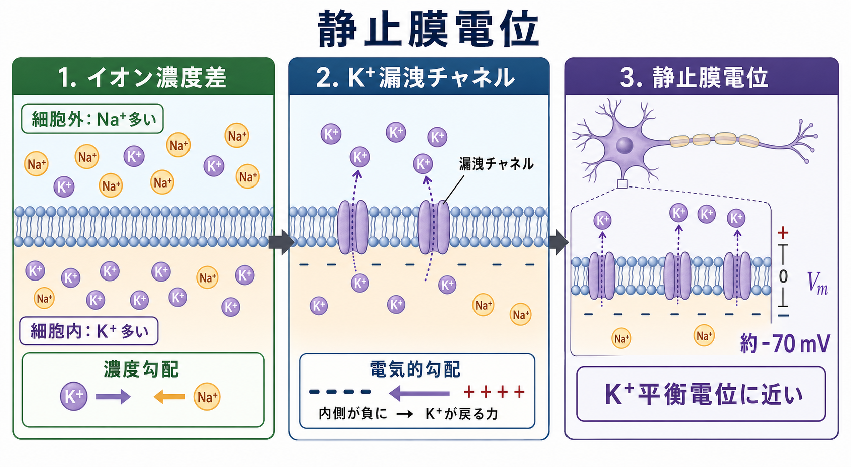 静止膜電位を生む三つの条件