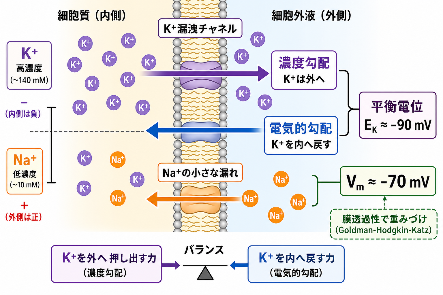 K+漏洩チャネルと電気化学的勾配