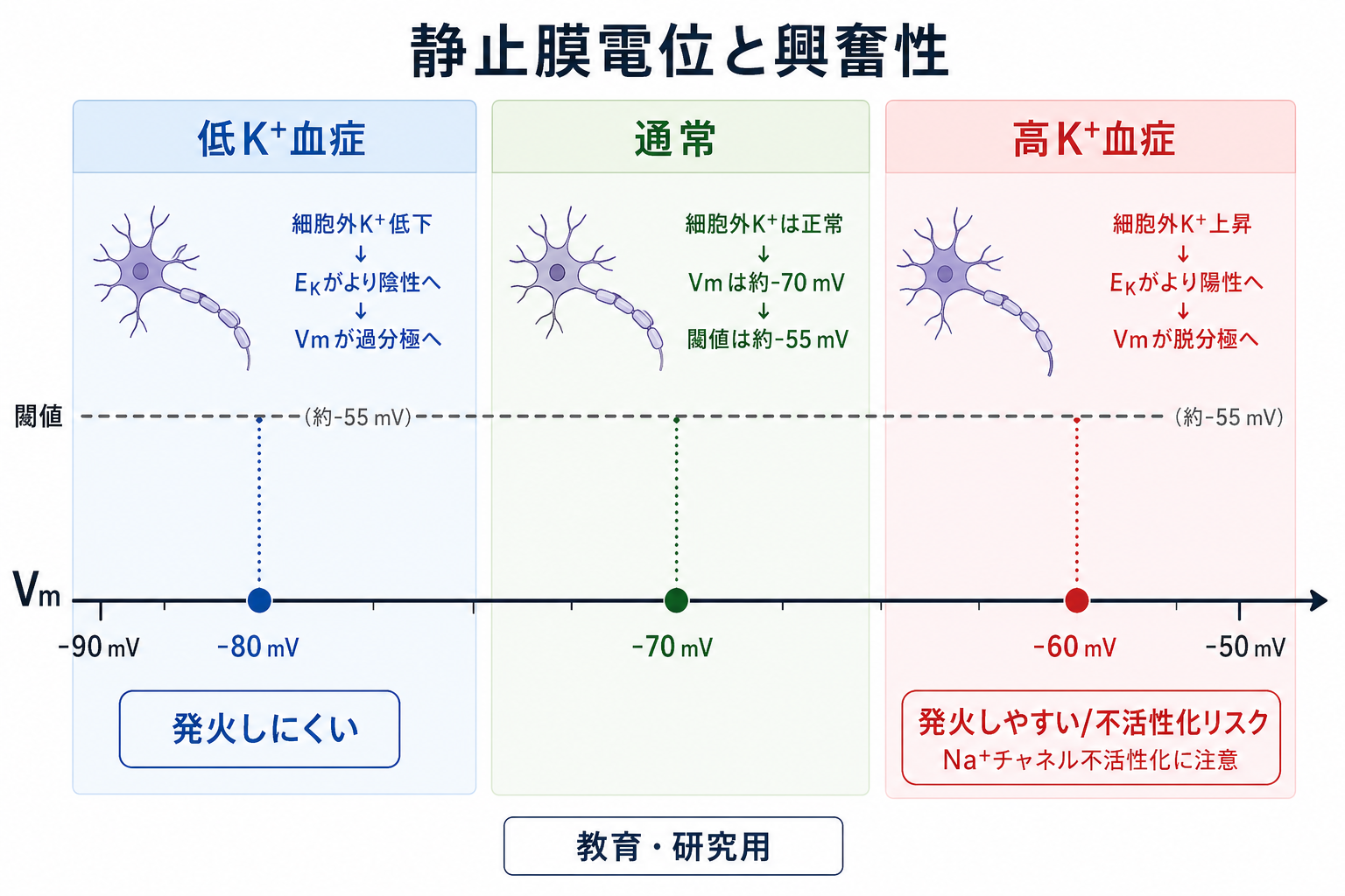 静止膜電位と興奮性の関係