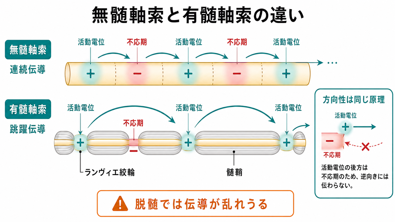 無髄軸索と有髄軸索の伝導方式