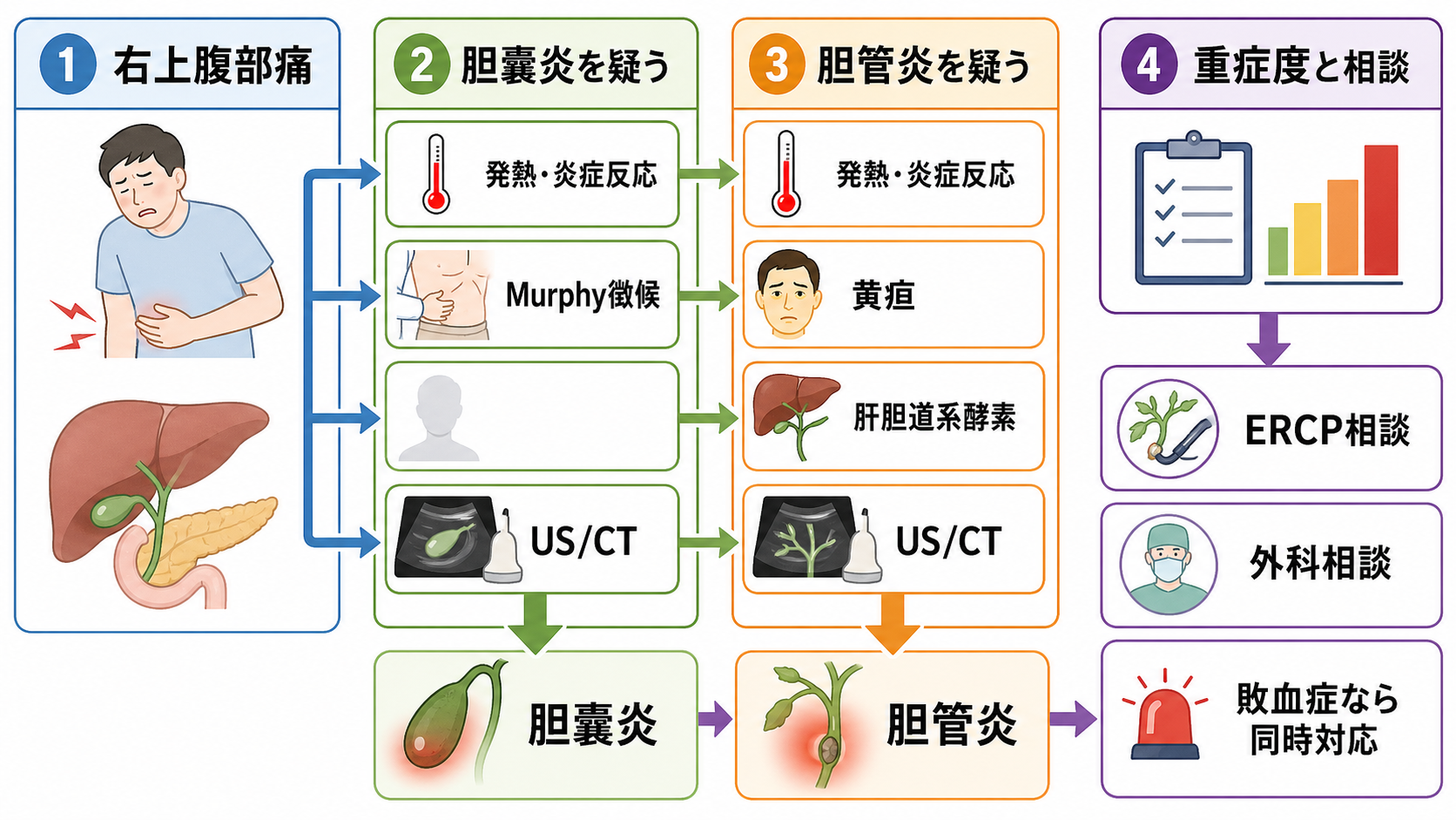 右上腹部痛で胆嚢炎・胆管炎を見分ける判断フロー